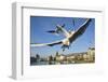 Seagulls over the City of Zurich, Switzerland-Robert Boesch-Framed Photographic Print