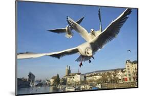 Seagulls over the City of Zurich, Switzerland-Robert Boesch-Mounted Photographic Print