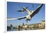 Seagulls over the City of Zurich, Switzerland-Robert Boesch-Framed Photographic Print