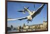 Seagulls over the City of Zurich, Switzerland-Robert Boesch-Framed Photographic Print