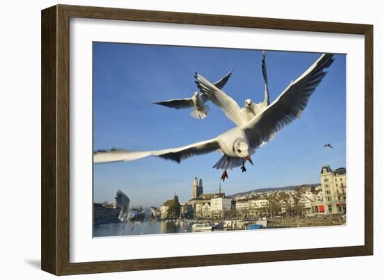 Seagulls over the City of Zurich, Switzerland-Robert Boesch-Framed Photographic Print