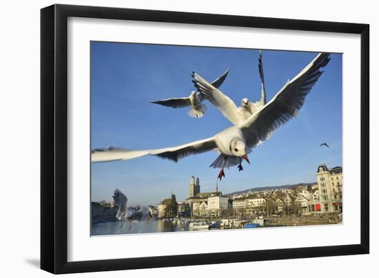 Seagulls over the City of Zurich, Switzerland-Robert Boesch-Framed Photographic Print