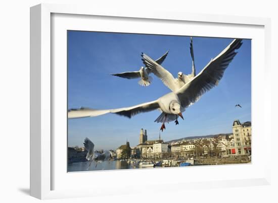 Seagulls over the City of Zurich, Switzerland-Robert Boesch-Framed Photographic Print