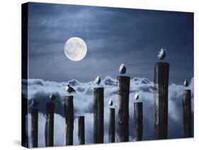 Seagulls Perched On Wooden Posts Under a Full Moon-Stocktrek Images-Stretched Canvas