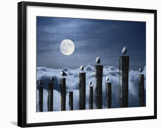 Seagulls Perched On Wooden Posts Under a Full Moon-Stocktrek Images-Framed Photographic Print