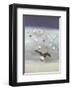 Seagulls-Nicolas De Stael-Framed Collectable Print