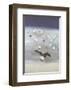 Seagulls-Nicolas De Stael-Framed Collectable Print