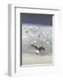 Seagulls-Nicolas De Stael-Framed Collectable Print