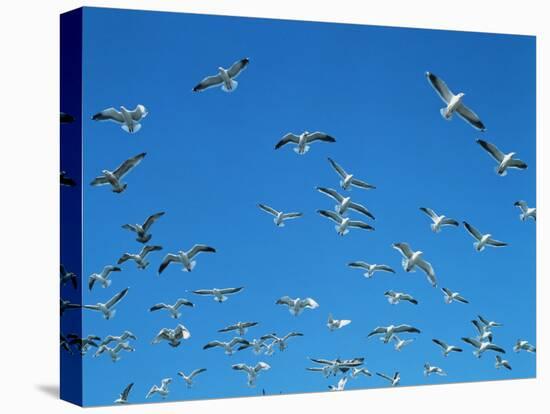 Seagulls-WizData-Stretched Canvas