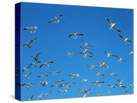 Seagulls-WizData-Stretched Canvas