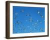 Seagulls-WizData-Framed Photographic Print