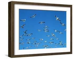Seagulls-WizData-Framed Photographic Print