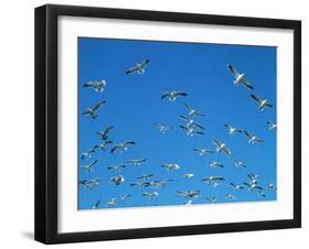 Seagulls-WizData-Framed Photographic Print
