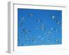 Seagulls-WizData-Framed Photographic Print