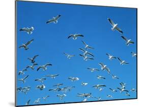 Seagulls-WizData-Mounted Photographic Print