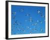 Seagulls-WizData-Framed Photographic Print