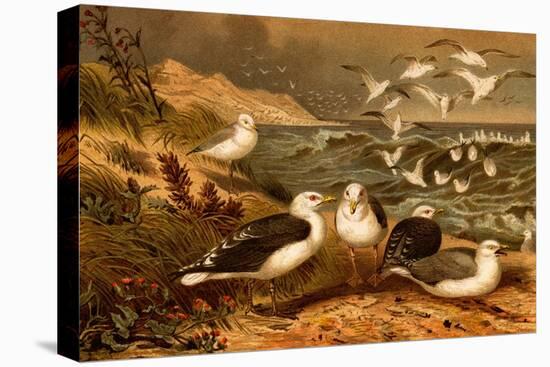 Seagulls-F.W. Kuhnert-Stretched Canvas