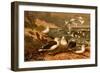 Seagulls-F.W. Kuhnert-Framed Art Print