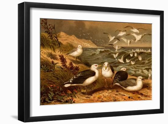 Seagulls-F.W. Kuhnert-Framed Art Print