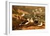 Seagulls-F.W. Kuhnert-Framed Art Print