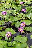 Water Lilies on Display-Seaham-Photographic Print