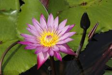 Water Lilies on Display-Seaham-Stretched Canvas