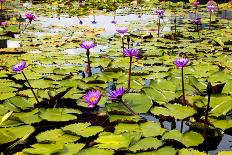 Water Lilies on Display-Seaham-Stretched Canvas