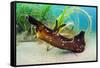 Seahare crawling in Common eelgrass meadow, Cornwall-Alex Mustard-Framed Stretched Canvas