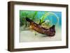 Seahare crawling in Common eelgrass meadow, Cornwall-Alex Mustard-Framed Photographic Print