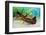 Seahare crawling in Common eelgrass meadow, Cornwall-Alex Mustard-Framed Photographic Print