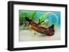 Seahare crawling in Common eelgrass meadow, Cornwall-Alex Mustard-Framed Photographic Print