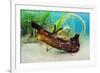 Seahare crawling in Common eelgrass meadow, Cornwall-Alex Mustard-Framed Photographic Print