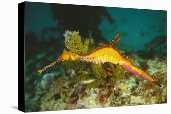 Seahorse Adult Male with Egg-null-Stretched Canvas