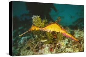 Seahorse Adult Male with Egg-null-Stretched Canvas