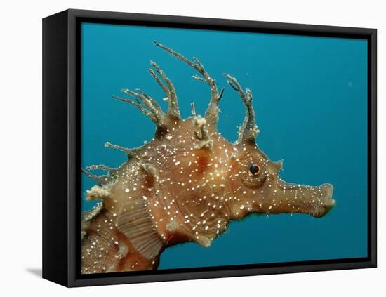 Seahorse Head (Hippocampus Guttulatus).-Reinhard Dirscherl-Framed Stretched Canvas