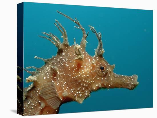 Seahorse Head (Hippocampus Guttulatus).-Reinhard Dirscherl-Stretched Canvas