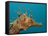 Seahorse Head (Hippocampus Guttulatus).-Reinhard Dirscherl-Framed Stretched Canvas