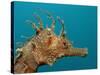 Seahorse Head (Hippocampus Guttulatus).-Reinhard Dirscherl-Stretched Canvas