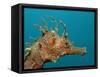 Seahorse Head (Hippocampus Guttulatus).-Reinhard Dirscherl-Framed Stretched Canvas