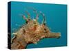 Seahorse Head (Hippocampus Guttulatus).-Reinhard Dirscherl-Stretched Canvas