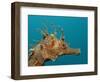 Seahorse Head (Hippocampus Guttulatus).-Reinhard Dirscherl-Framed Photographic Print