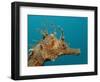 Seahorse Head (Hippocampus Guttulatus).-Reinhard Dirscherl-Framed Photographic Print