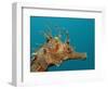 Seahorse Head (Hippocampus Guttulatus).-Reinhard Dirscherl-Framed Photographic Print