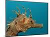 Seahorse Head (Hippocampus Guttulatus).-Reinhard Dirscherl-Mounted Photographic Print