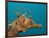 Seahorse Head (Hippocampus Guttulatus).-Reinhard Dirscherl-Framed Photographic Print