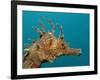 Seahorse Head (Hippocampus Guttulatus).-Reinhard Dirscherl-Framed Photographic Print