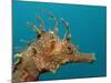 Seahorse Head (Hippocampus Guttulatus).-Reinhard Dirscherl-Mounted Photographic Print