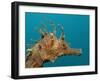 Seahorse Head (Hippocampus Guttulatus).-Reinhard Dirscherl-Framed Photographic Print