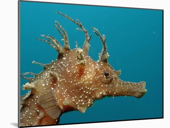 Seahorse Head (Hippocampus Guttulatus).-Reinhard Dirscherl-Mounted Photographic Print