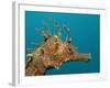 Seahorse Head (Hippocampus Guttulatus).-Reinhard Dirscherl-Framed Photographic Print